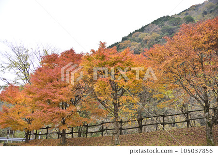 西美野紅葉公路 105037856