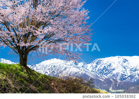 "Nagano Prefecture" Nodaira's one cherry tree and the scenery of Hakuba Village in the Northern Alps and spring 105038302