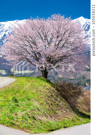“長野縣”野平的一棵櫻花樹和北阿爾卑斯山白馬村的風景和春天 105038311