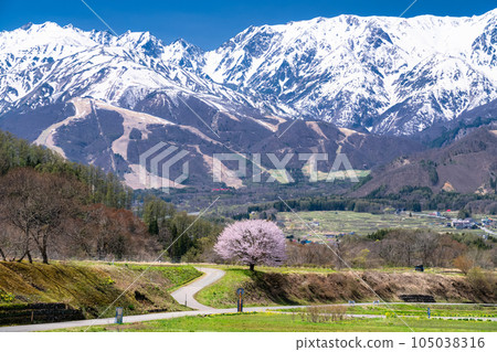 "Nagano Prefecture" Nodaira's one cherry tree and the scenery of Hakuba Village in the Northern Alps and spring "Nagano Prefecture" Nodaira's one cherry tree and the scenery of Hakuba Village in the Northern Alps and spring 105038316