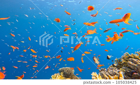 Underwater Tropical Corals Reef with colorful sea fish. Marine life sea world. Tropical colourful underwater seascape. 105038425
