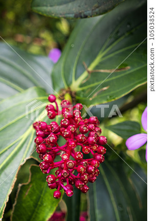 Fata Morgana greenhouse, botanical garden, Prague, Czech republic 105038524