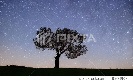 意想不到的滿天星斗的天空和樹剪影風景 105039081