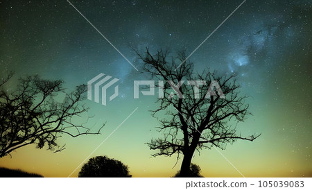 意想不到的滿天星斗的天空和樹剪影風景 105039083