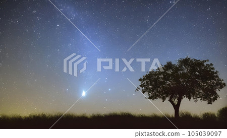 Fantastic starry sky and tree silhouette scenery 105039097