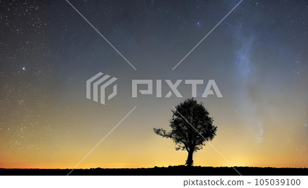 Fantastic starry sky and tree silhouette scenery 105039100