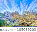 Oshima cherry tree and cirrus clouds 105039203