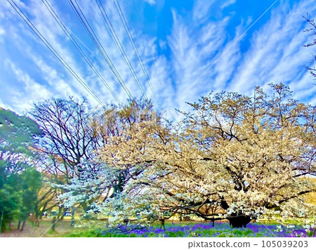 Oshima cherry tree and cirrus clouds 105039203