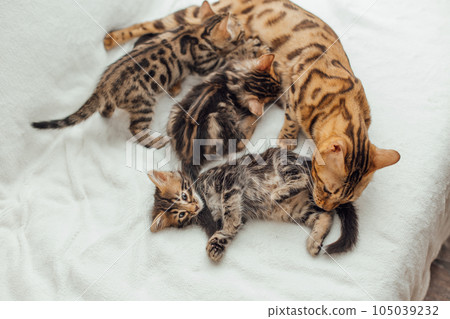 Bengal cat feeds her little kittens with breast 105039232