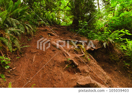 Ascending Trail Path Among Trees in Lacamas Park 105039403