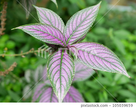 This flower pavilion blooms This flower pavilion blooms 105039659