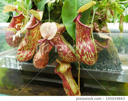 This flower pavilion blooms 105039663