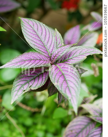 This flower pavilion blooms 105039667