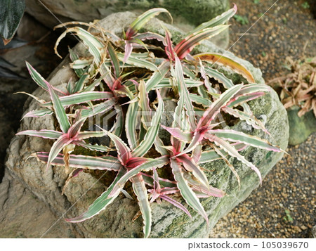 This flower pavilion blooms 105039670