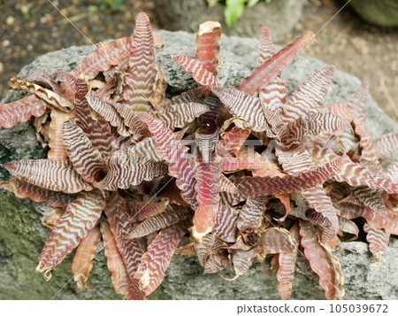 This flower pavilion blooms 105039672