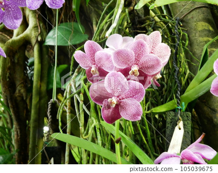 This flower pavilion blooms 105039675