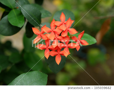 This flower pavilion blooms 105039682