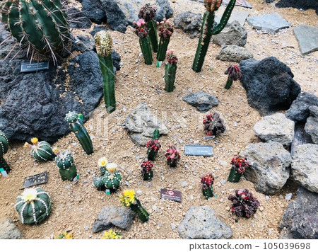 This flower pavilion blooms This flower pavilion blooms 105039698