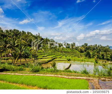 Green rice terraces on Bali island 105039875