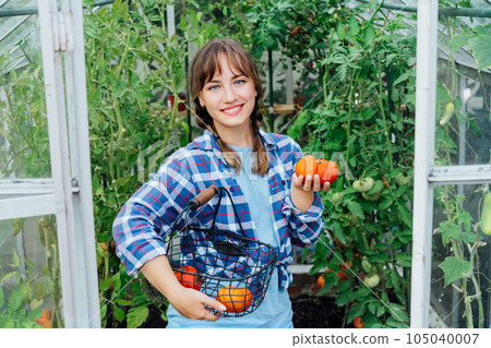 Young smiling woman holding ripe red beef tomato, just picked in green house. Harvest of tomatoes. Urban farming lifestyle. Growing organic vegetables in garden. The concept of food self-sufficiency. 105040007