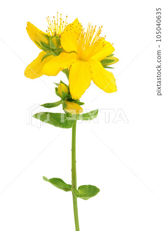 saint john's wort or Hypericum flowers isolated on white background saint john's wort or Hypericum flowers isolated on white background 105040635
