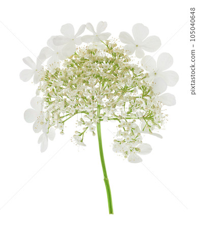 Viburnum flower isolated on a white background 105040648