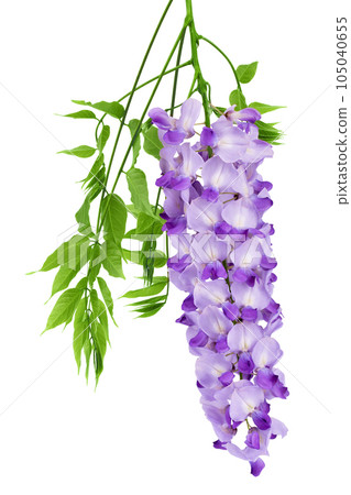 Wisteria flowers isolated on white background with full depth of field Wisteria flowers isolated on white background with full depth of field 105040655