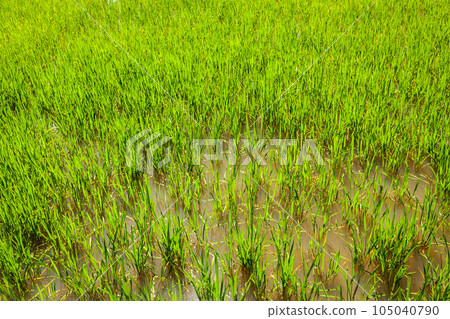 Rice paddy field close up. Cambodia Rice paddy field close up. Cambodia 105040790