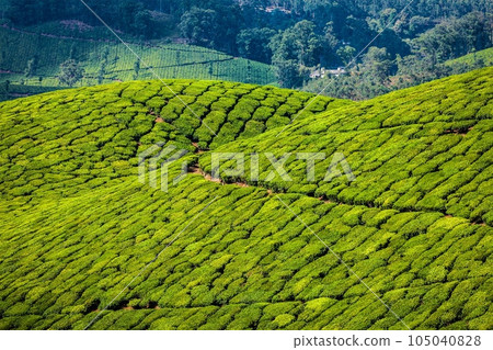 Kerala India travel background - green tea plantations in Munnar, Kerala, India - tourist attraction 105040828