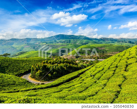 Kerala India travel background - green tea plantations in Munnar, Kerala, India - tourist attraction 105040830