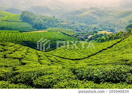 Kerala India travel background - green tea plantations in Munnar, Kerala, India - tourist attraction 105040834
