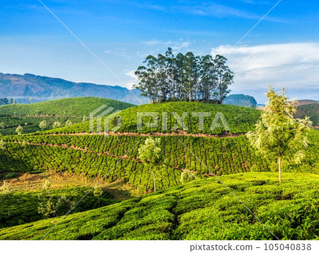 Kerala India travel background - green tea plantations in Munnar, Kerala, India - tourist attraction Kerala India travel background - green tea plantations in Munnar, Kerala, India - tourist attraction 105040838