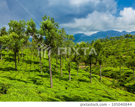 Kerala India travel background - green tea plantations with trees in Munnar, Kerala, India close up Kerala India travel background - green tea plantations with trees in Munnar, Kerala, India close up 105040844