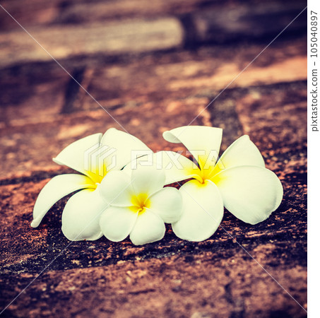Vintage retro effect filtered hipster style travel image of three white frangipani plumeria spa flowers on rough stones 105040897