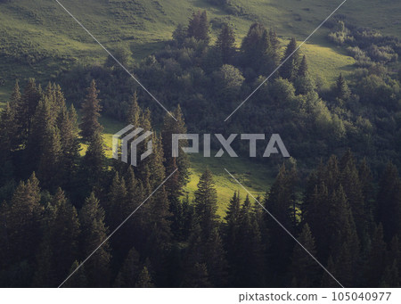 Bright lit green mountain meadow and pine forest. 105040977