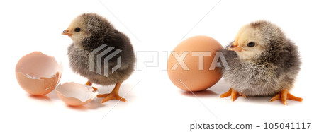 Cute little chicken with broken egg isolated on white background 105041117