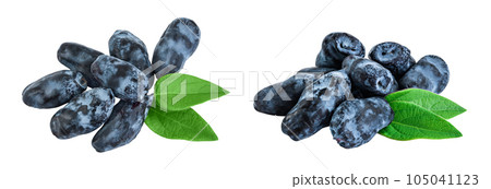 Fresh honeysuckle blue berry isolated on white background with full depth of field. Top view. Flat lay. 105041123