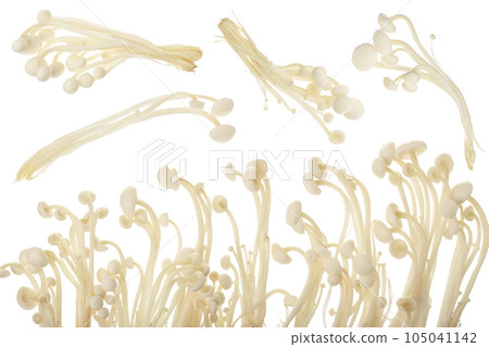 Enoki mushroom, Golden needle mushroom isolated in white background. Top view with copy space for your text. Flat lay Enoki mushroom, Golden needle mushroom isolated in white background. Top view with copy space for your text. Flat lay 105041142