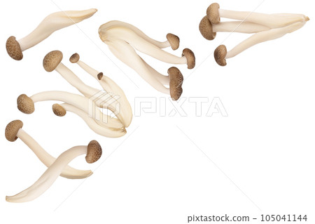 Brown beech mushrooms or Shimeji mushroom isolated on white background. Top view, flat lay Brown beech mushrooms or Shimeji mushroom isolated on white background. Top view, flat lay 105041144