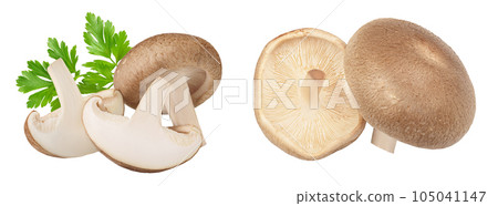 Fresh Shiitake mushroom isolated on white background with  full depth of field. 105041147