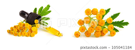 essential tansy oil with flowers and leaf isolated on white background essential tansy oil with flowers and leaf isolated on white background 105041184