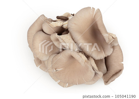 Oyster mushrooms isolated on white background with full depth of field. Top view. Flat lay 105041190
