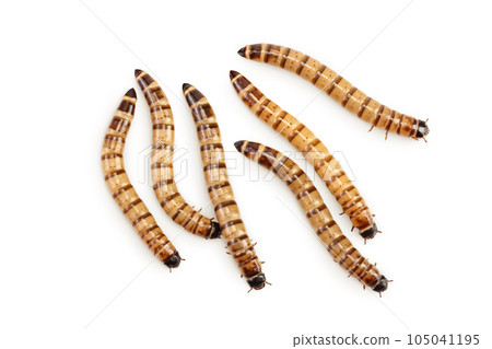 Worms larvae zophobas isolated on white background. Food for exotic animals. Top view. Flat lay 105041195