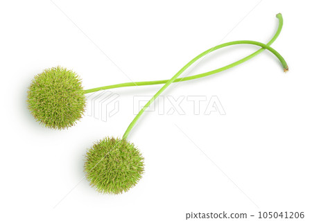 fruit of sycamore plane tree isolated on white bacground. Top view. Flat lay 105041206
