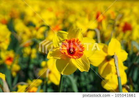 Field of flowering daffodils nederlands, Europe. Dutch Daffodils. Yellow narcissuses. 105041661