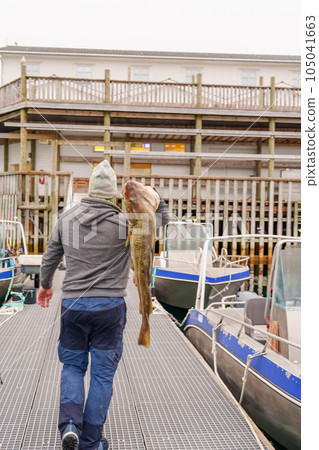 Fisherman with big cod fish. Norwegian fisherman has caught large Cod in Norwegian Fjord islands Fisherman with big cod fish. Norwegian fisherman has caught large Cod in Norwegian Fjord islands 105041663