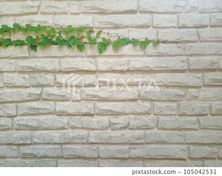 A clean, white brick wall with green ivy growing along the top edge of the wall. Background with copy space to write your text. Photo A clean, white brick wall with green ivy growing along the top edge of the wall. Background with copy space to write your text. Photo 105042531