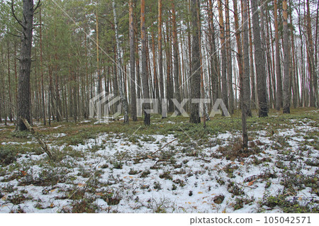 Vaccinium vitis-idaea under snow in forest. coniferous wood in early spring Vaccinium vitis-idaea under snow in forest. coniferous wood in early spring 105042571