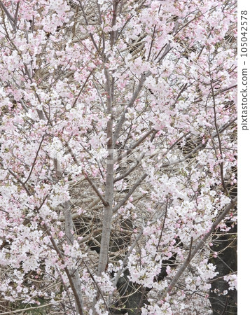 Cherry Blossoms	 105042578