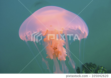 Jellyfish. Jellyfishs. Colorful jellyfish underwater. Shellfish moving in the water. Jellyfish 3D illustration background. Jellyfish swim in the sea, light passes through the water. 105042620